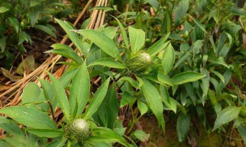 土虾功效网 :分享土虾的正确吃法-土虾的营养价值知识
